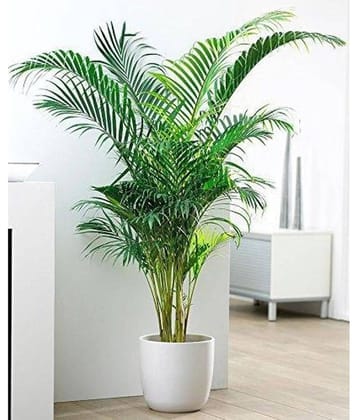 Areca Palm Bonsai Hybrid Tree Seeds pack of 5 Seeds