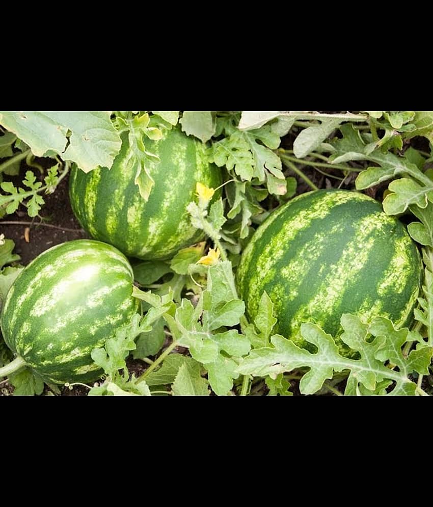 WATER MELON TARBOOJ KALINGER 30 SEEDS PACK WITH USER MANUAL PURE ORGANIC FRUIT SEED GARDEN FRUIT SEED
