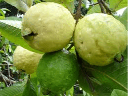 guava guava