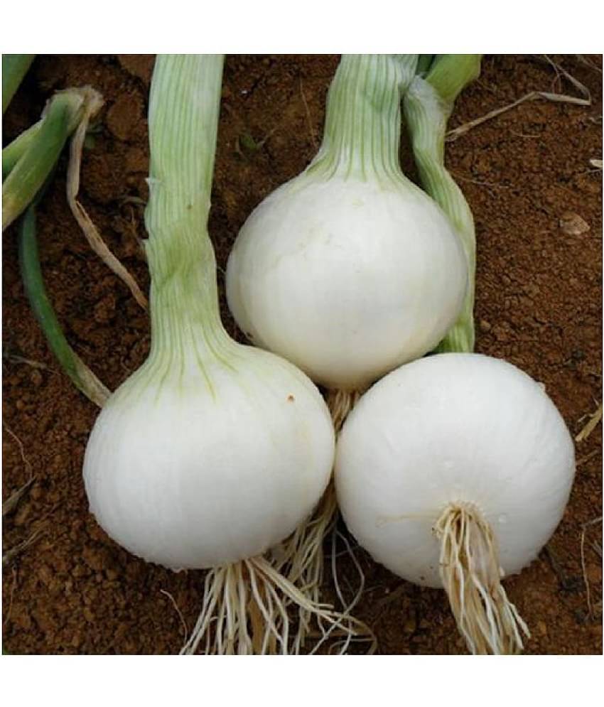 FLARE SEEDS White Onion Seeds - 100 Premium Seeds Pack