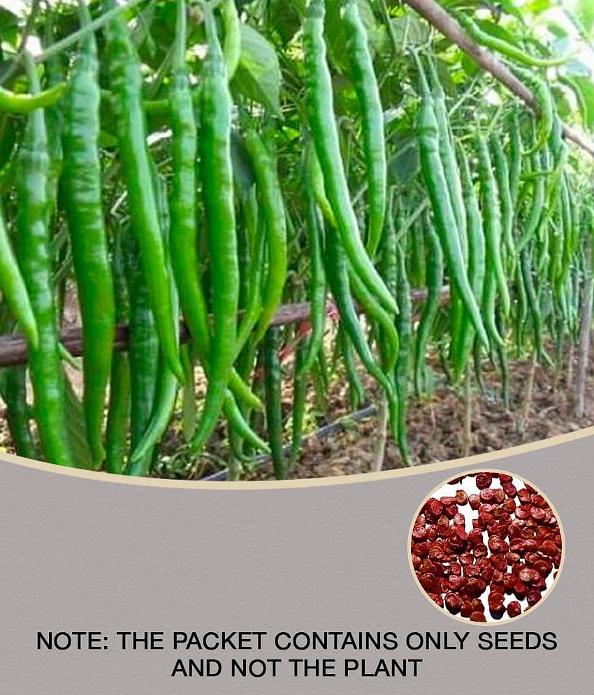 CLASSIC GREEN EARTH - Chilli Vegetable ( 50 Seeds )