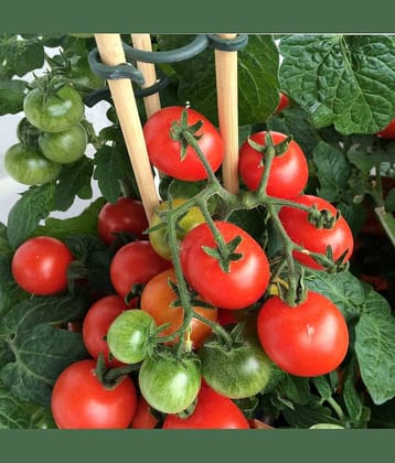 homeagro - Tomato Vegetable ( 100 Seeds )