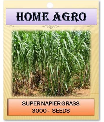 homeagro - Grass Seeds ( 3000 )