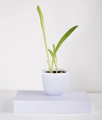Cecilia Plant in Pastel White Planter