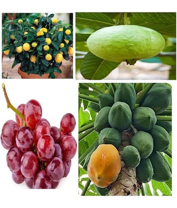 4 TYPES FRUITS SEEDS COMBO 60 SEEDS PACK (LEMON,GRAPES,PAPAYA,GUAVA) 15 SEEDS OF EACH ONE ITEMS TOTAL 60 SEEDS PACK WITH COCOPEAT AND MANUAL