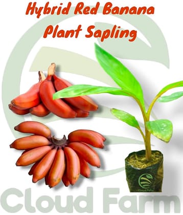 Cloud Farm Outdoor Fruit Plant ( Pack of 1 )