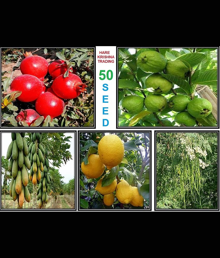 Fruit - Vegetable Seed Mega Combo ( pomegranate, lemon, guave, papaya, Moringa ) 50 seed, *Read Description - hare karishna trading.