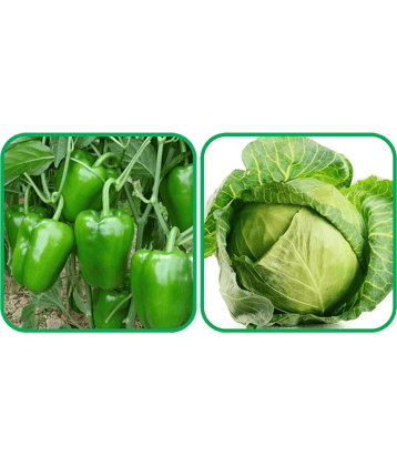 Aero Seeds Cabbage ( 50 Seeds) And Capsicum ( 30 Seeds) Vegetable Seeds Pack
