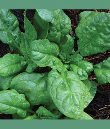 Jignisha Seeds Organic Palak Vegetable ( 200 Seeds )
