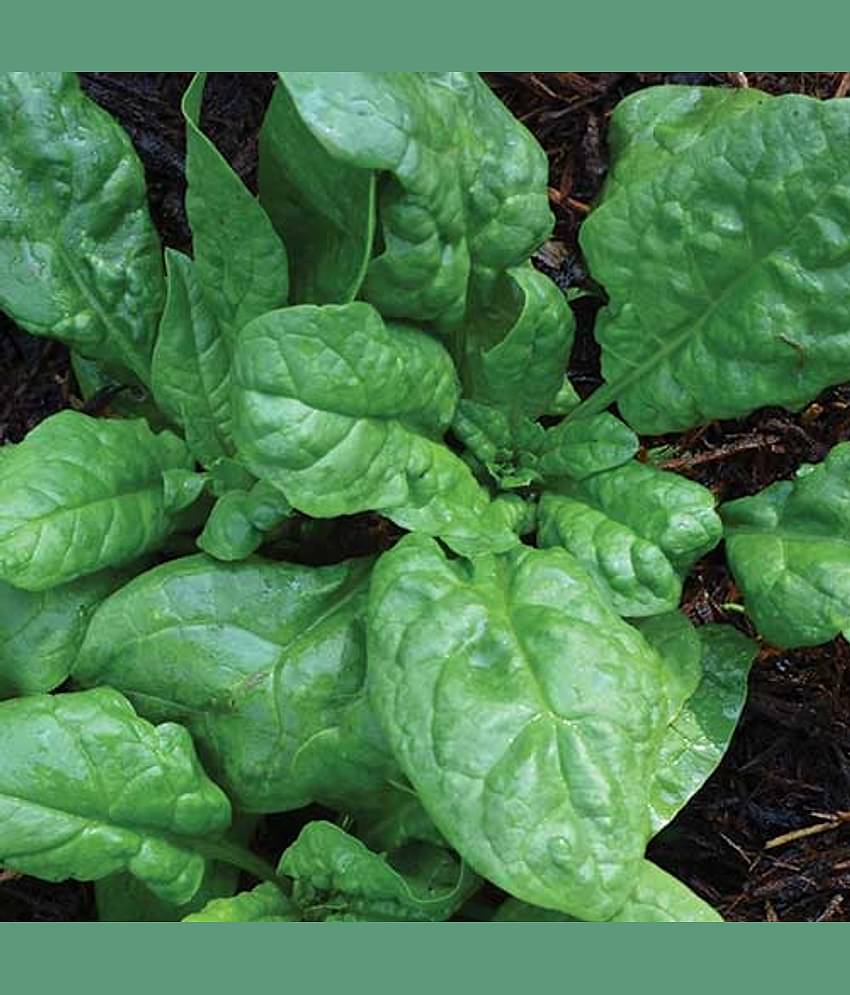 Jignisha Seeds Organic Palak Vegetable ( 200 Seeds )