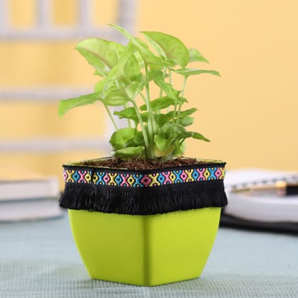 Syngonium Plant In Green Square Pot With Boho Lace