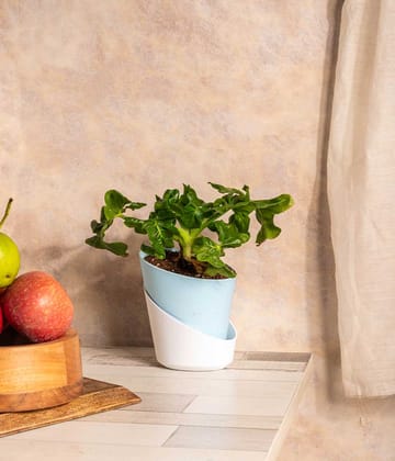 Philodendron Atom in Self Watering Planter