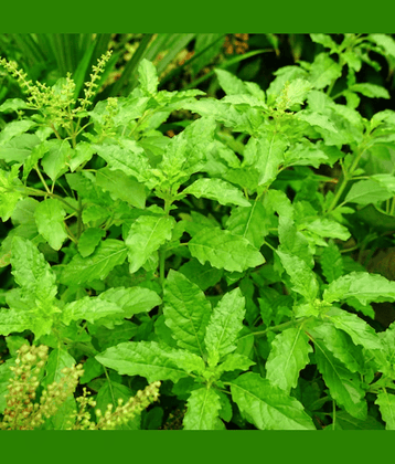 Jignisha Seeds Organic Tulsi (Holy Basil) Herb ( 100 Seeds )