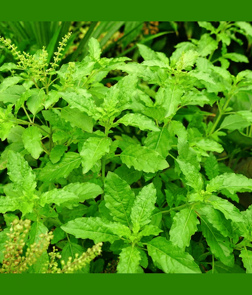 Jignisha Seeds Organic Tulsi (Holy Basil) Herb ( 100 Seeds )
