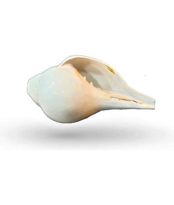 Rudradivine Shankh Pure Natural Shell Big Size | with Loud Echo Sound | Positive Energy at Home | Vamavarti Shankh With Brass Stand 6.5 inch