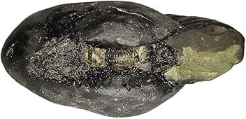 REAL SEED Authentic Original Laxmi Narayana Shaligram Shila (Open Chakra) from Gandaki River, Nepal | Size - 6.5 x 3.1 x 5.2 CMS Weight - 139.6 GMS