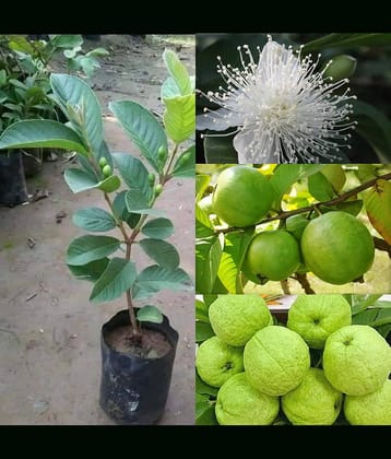 Cloud Farm Outdoor Guava Fruit Plant Pack of 1