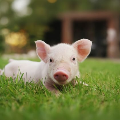 Healthy Farm Piglet - 5 kg - One live piglet