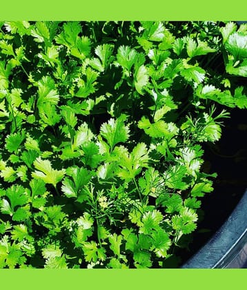 Best Quality Coriander Seeds For Your Home Garden