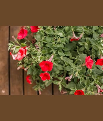 homeagro - Petunia Mixed Flower ( 50 Seeds )