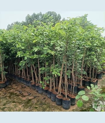 Jignisha Seeds Sandalwood Plant ( 5 Seeds )