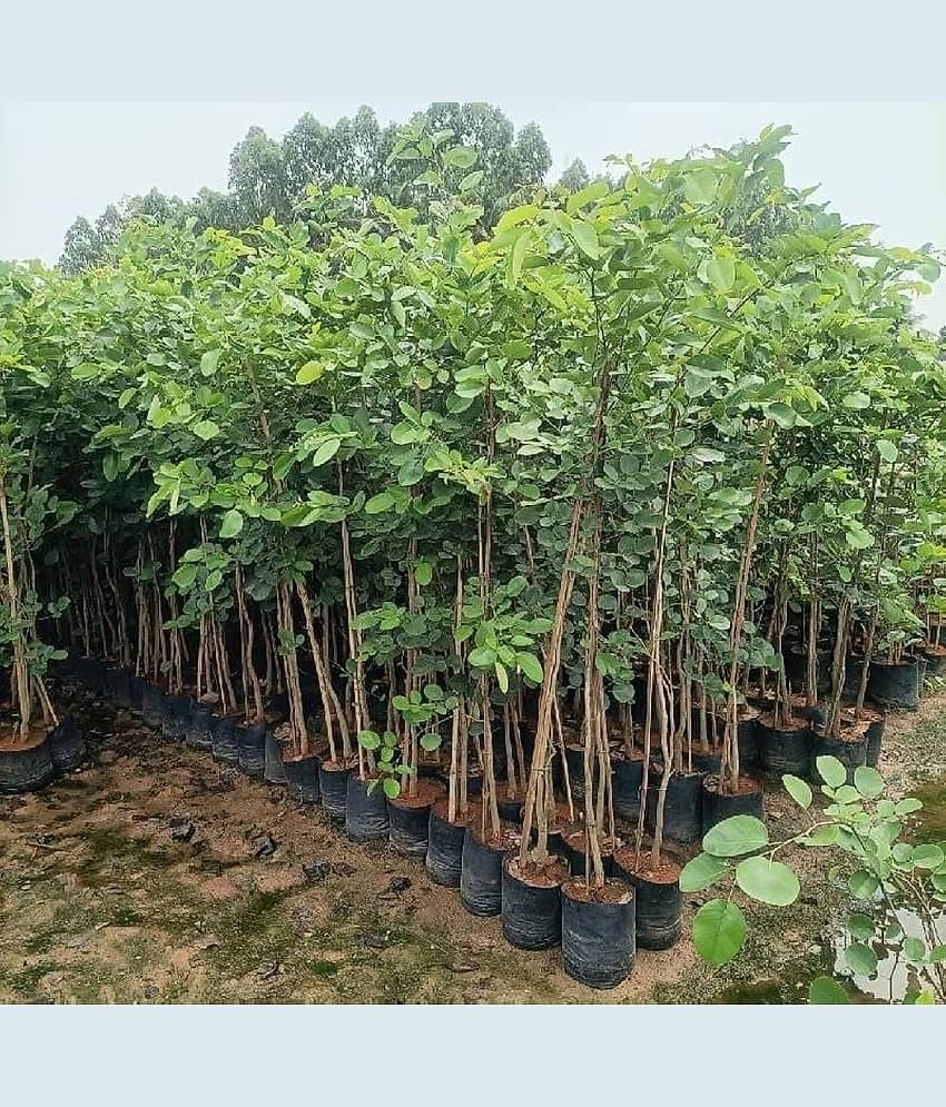 Jignisha Seeds Sandalwood Plant ( 5 Seeds )