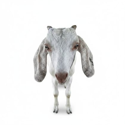 Live Goat - 10 kg - One live goat