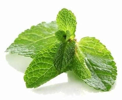 Mint - Pudina - Pudina Patta - 1 Bunch