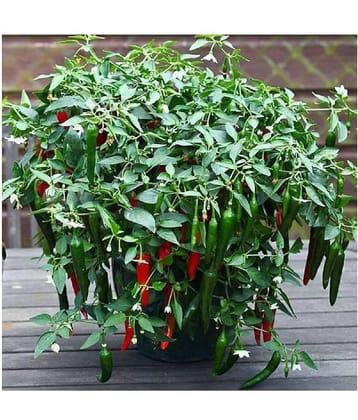 Thai Hot Pepper Seeds 50 Seeds Heirloom Chili Vegetable