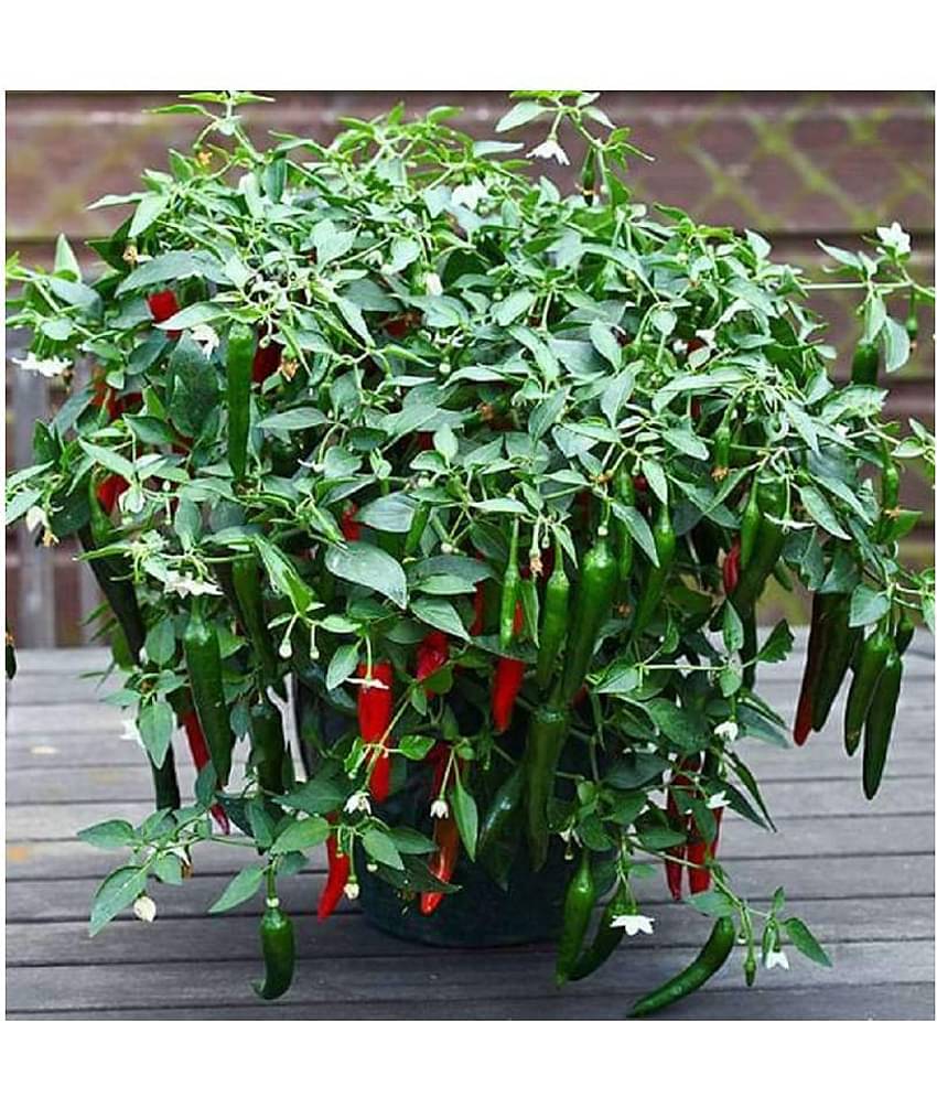 Thai Hot Pepper Seeds 50 Seeds Heirloom Chili Vegetable
