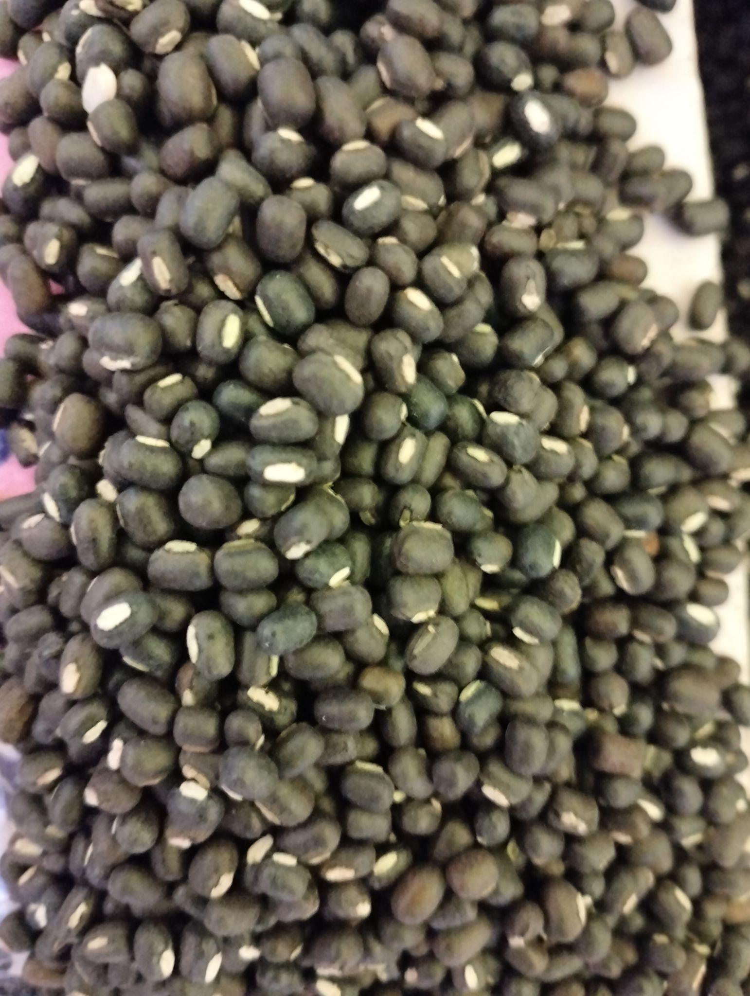 Urad sabut loos 