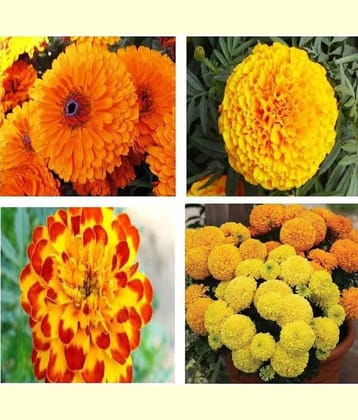 homeagro - African Marigold Flower ( 50 Seeds )