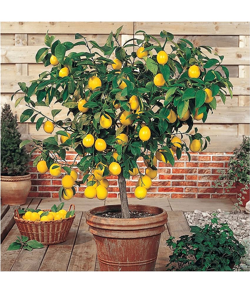 DWARF LEMON PLANT 20 SEEDS PACK FOR HOME KITCHEN WITH MANUAL