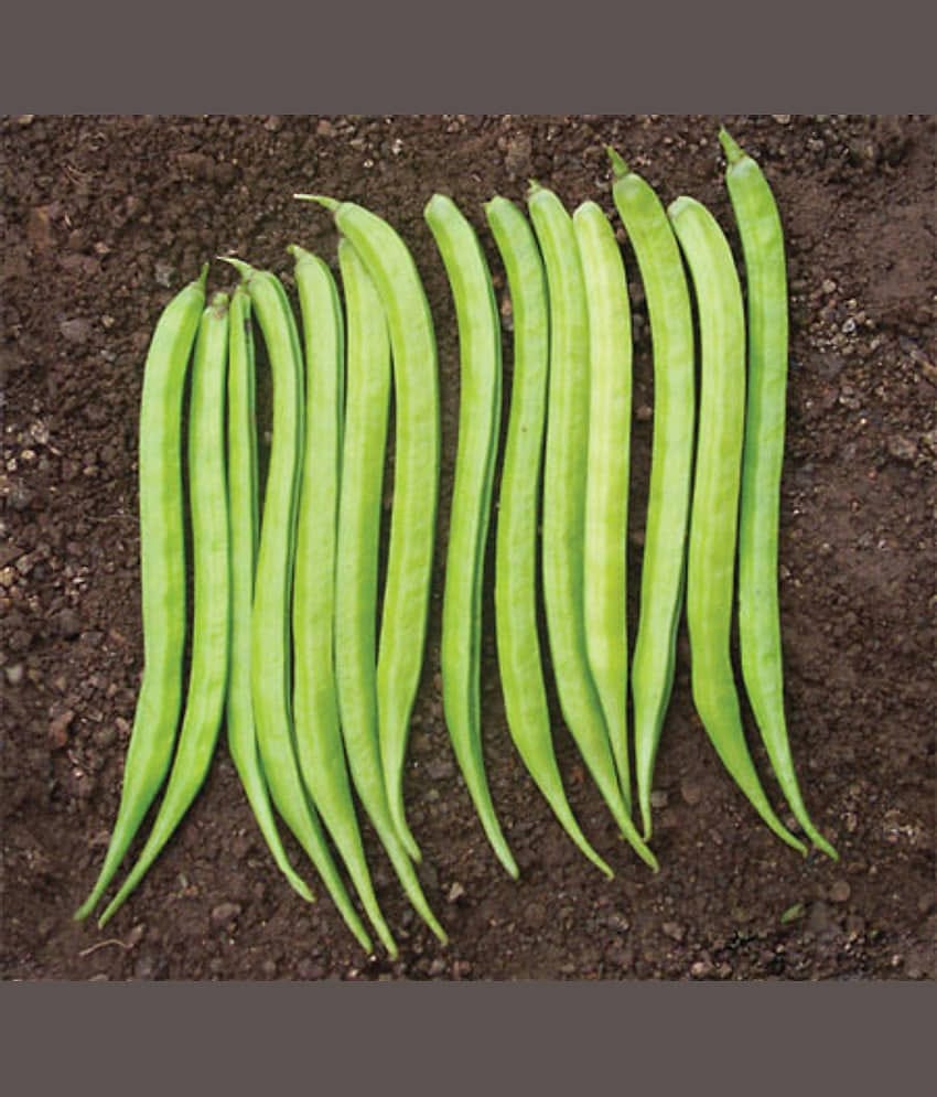 VALLEY GREEN Cluster Beans (gawar,guar Phalli,goru chikkudu,kothavara) - 50 Seeds