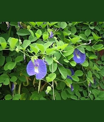 CLASSIC GREEN EARTH - Ipomoea Flower ( 40 Seeds )
