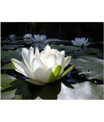 KANISHQ WHITE LOTUS SEEDS