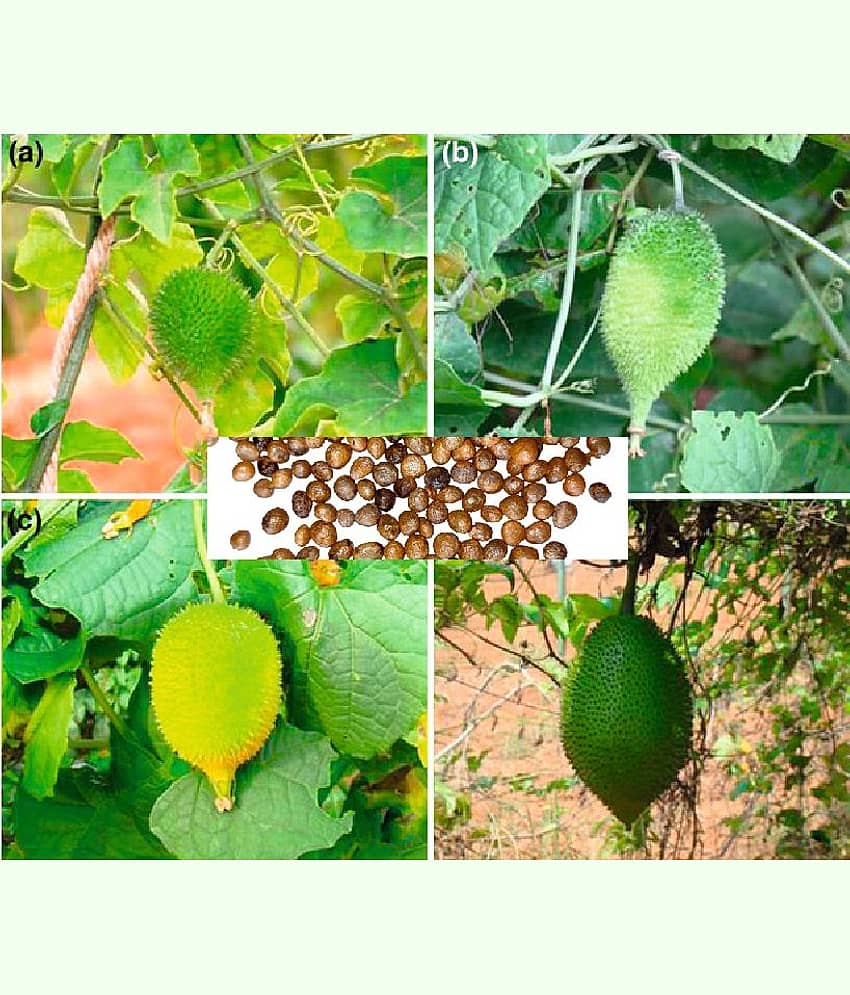 homeagro - Kantola (teasle gourd) | Pack of 20 Seeds + cocope
