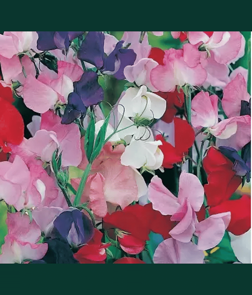 CLASSIC GREEN EARTH - Helichrysum Flower ( 15 Seeds )