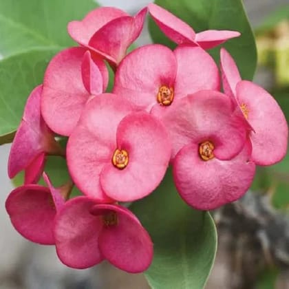 Euphorbia Flowers Plant (Pink Colour)