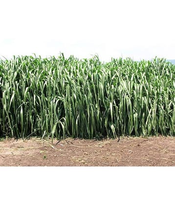 SUPER NAPIER GRASS Seed (APPROX 500 SEEDS per packet)