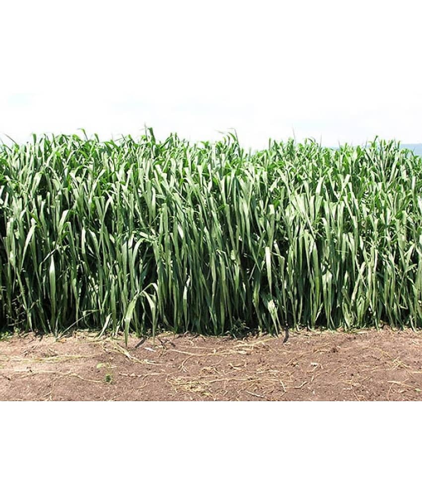 SUPER NAPIER GRASS Seed (APPROX 500 SEEDS per packet)