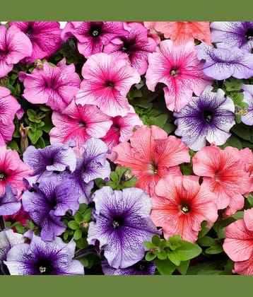LiveNature Petunia Multicolor Flora Mixed Flower Seeds | Indoor/Outdoor Mixed Flower Seeds | Best For Home Garden & Terrace – 100 Seeds
