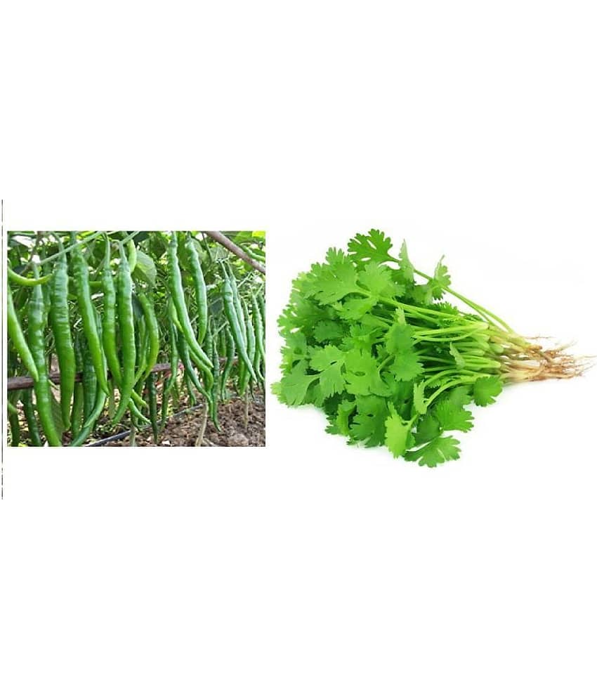 Green chilli and coriander seeds combo hybrid