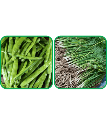Aero Seeds Garlic Chives ( 50 Seeds) And Cluster Beans ( 50 Seeds) Vegetable Seeds Pack