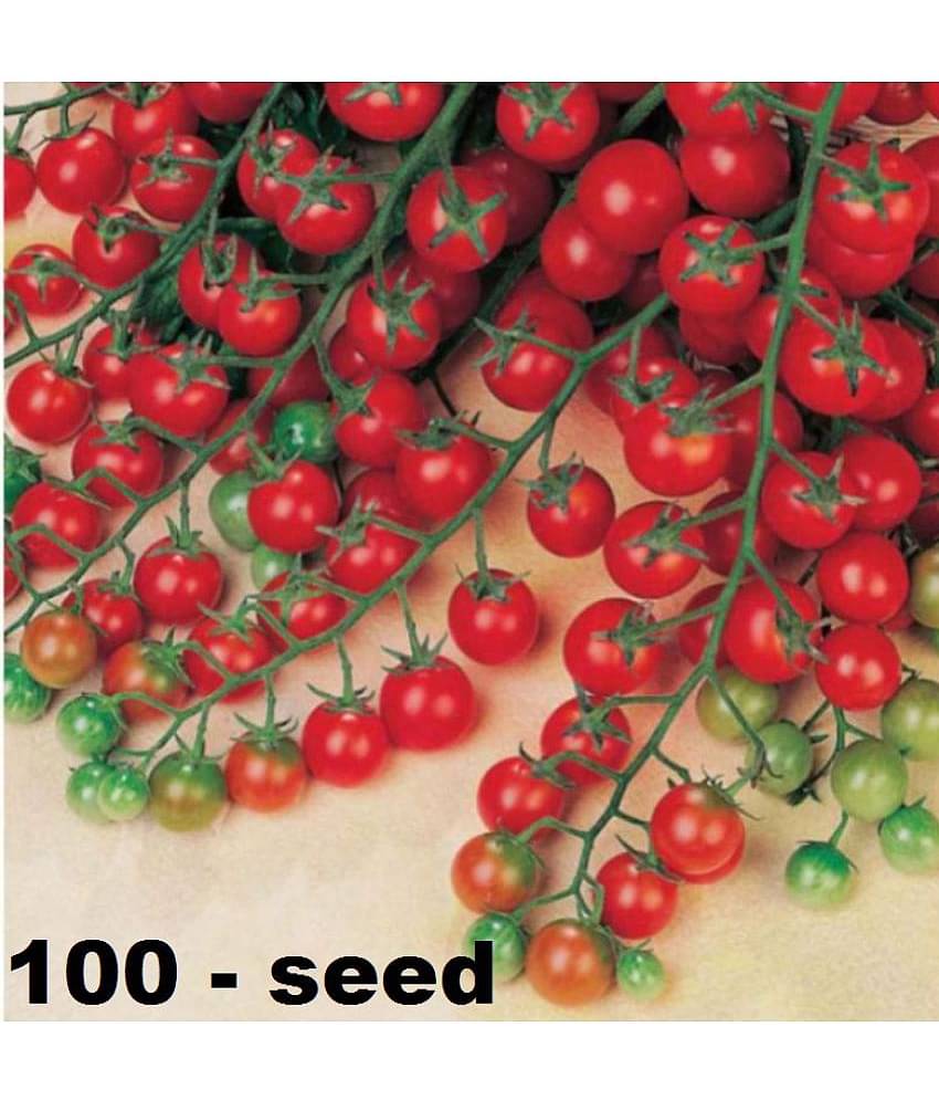 homeagro - Tomato Vegetable ( 100 Seeds )