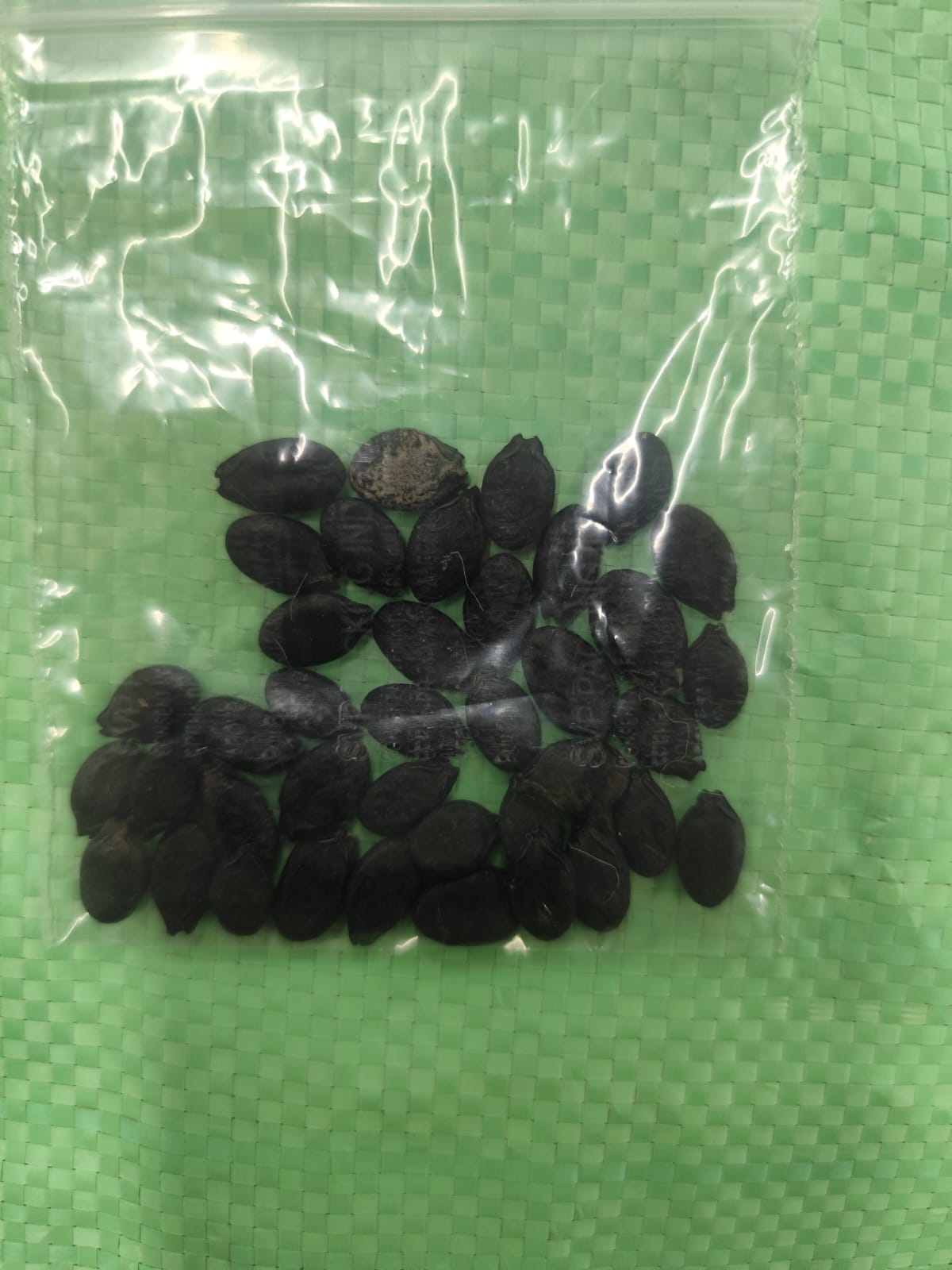 NSC Ridge gourd Kashi Khushi Seed, 10gm 