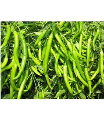Gardens Indoor Dwarf Hybrid Vegetable Chilli SeedS(50 per packet) + Instruction Manual
