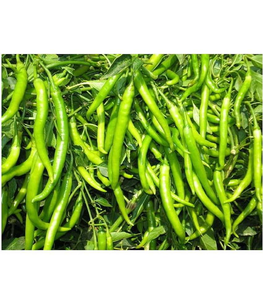 Gardens Indoor Dwarf Hybrid Vegetable Chilli SeedS(50 per packet) + Instruction Manual