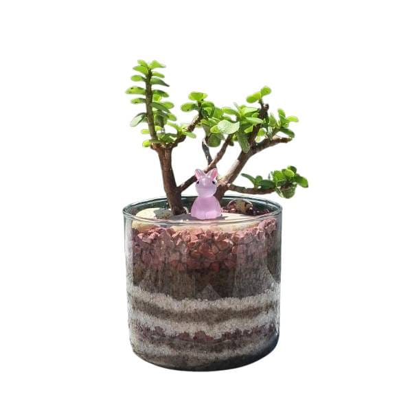 Good Luck Jade Plant