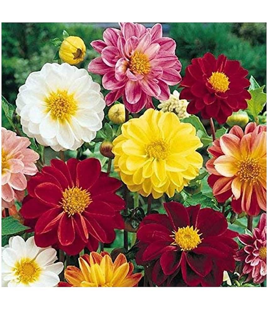 Dahlia Mignon Mix Flower Seeds (Pack of 50) with cocopeat